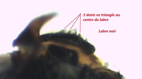 Réf. 339 647 : Nomada flavoguttata